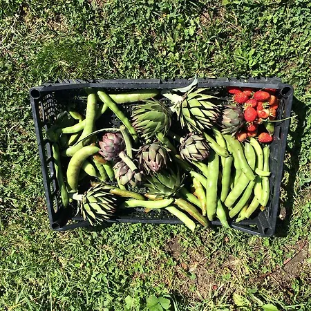 Farma Palareta *