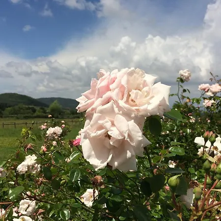 Palareta Farm stay *