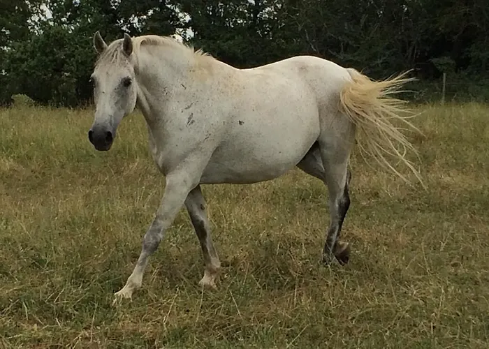 Κατάλυμα σε φάρμα Palareta *