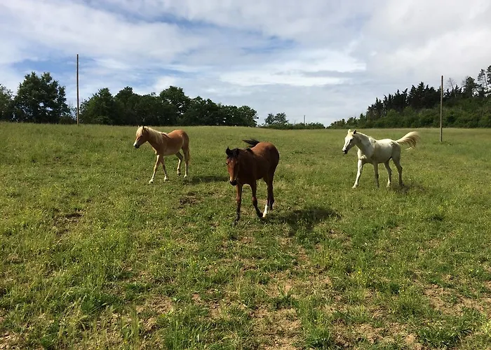 Κατάλυμα σε φάρμα Palareta *