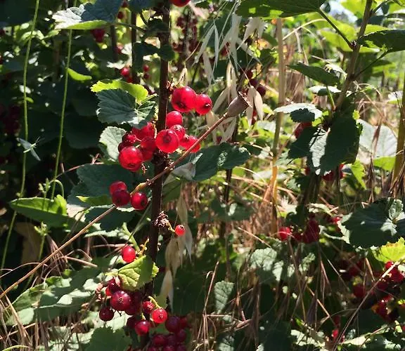 Κατάλυμα σε φάρμα Palareta