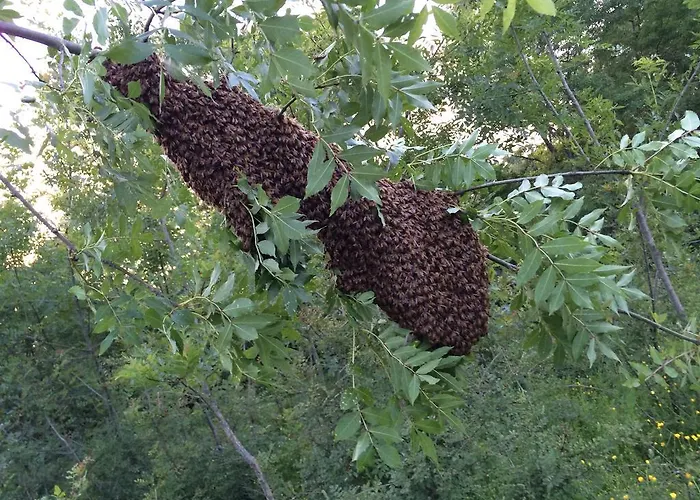 Palareta Κατάλυμα σε φάρμα