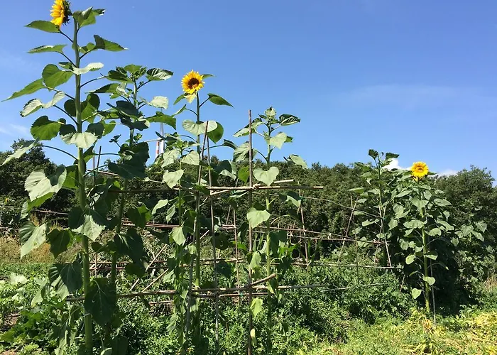 Palareta * Montecatini Val di Cecina